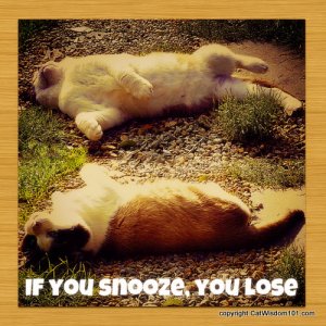 if-you-snooze-you-lose-quote-cute-cat-001