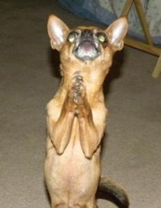 wrigley-the-praying-canine-its-a-miracle-21605806