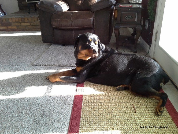 Lucy, My mom's friend's big dog