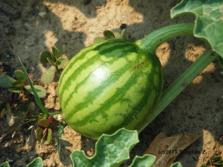 Do you find this picture confusing?