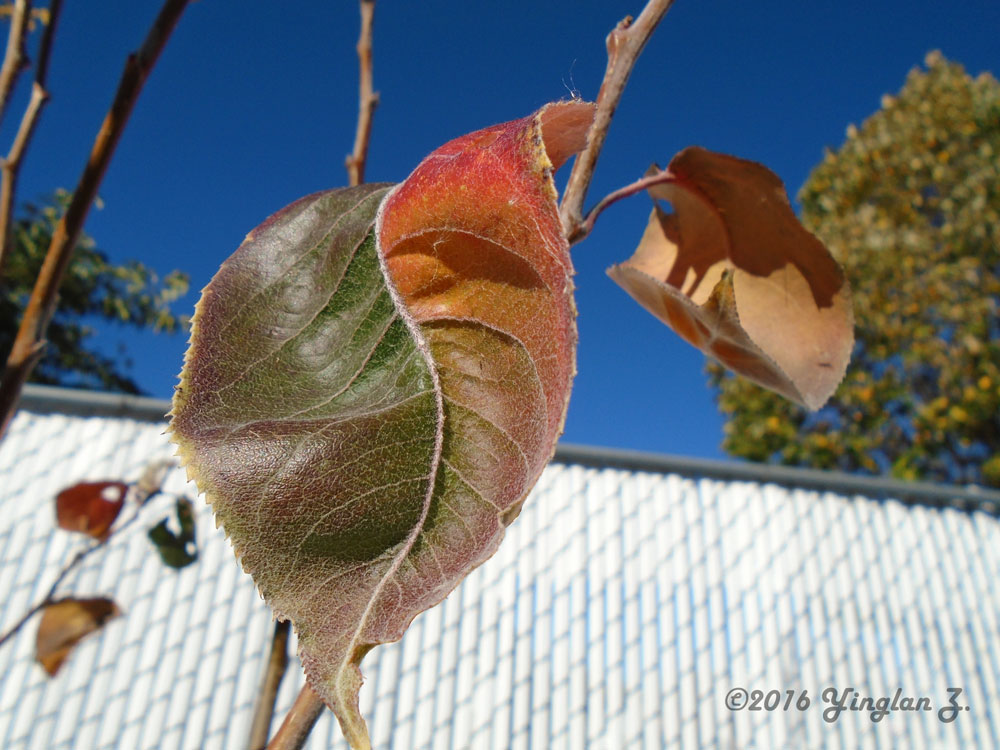 leaf