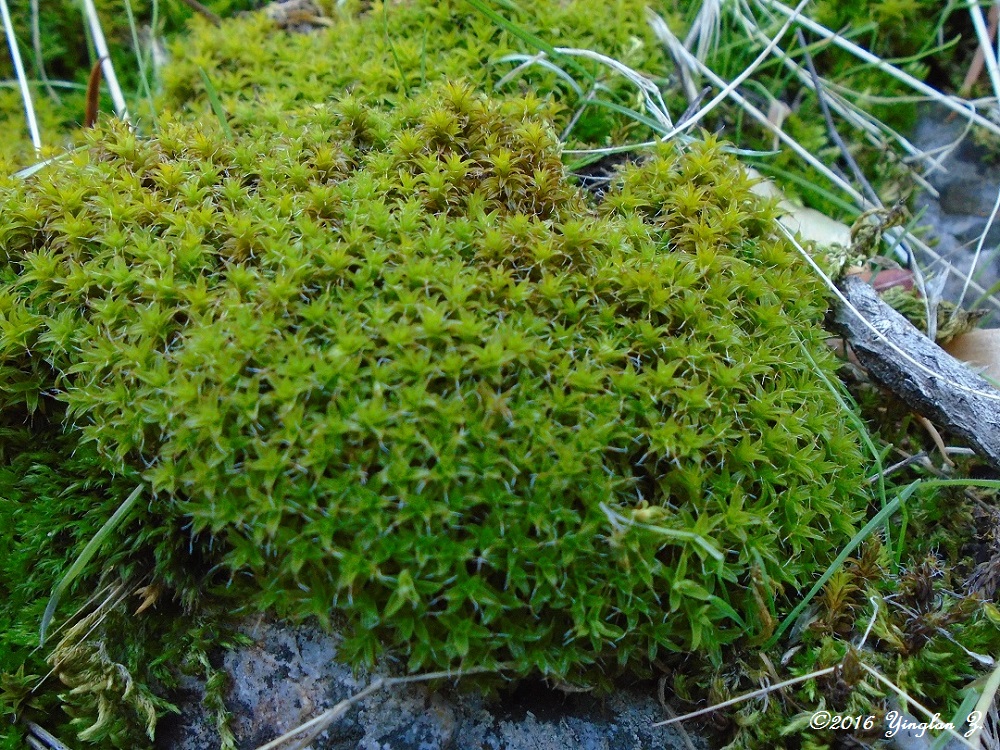 moss