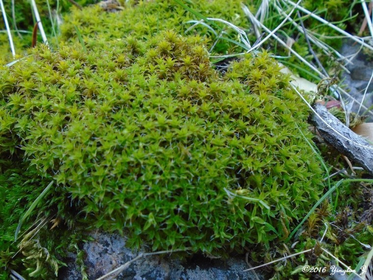 moss