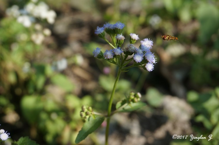 macro-bee-and-flower
