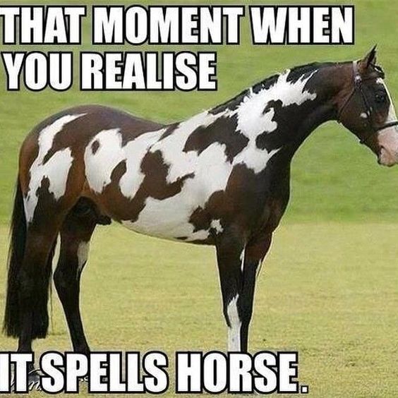 horse-funny-1