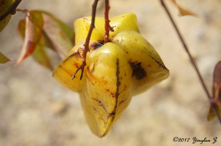 starfruit-1