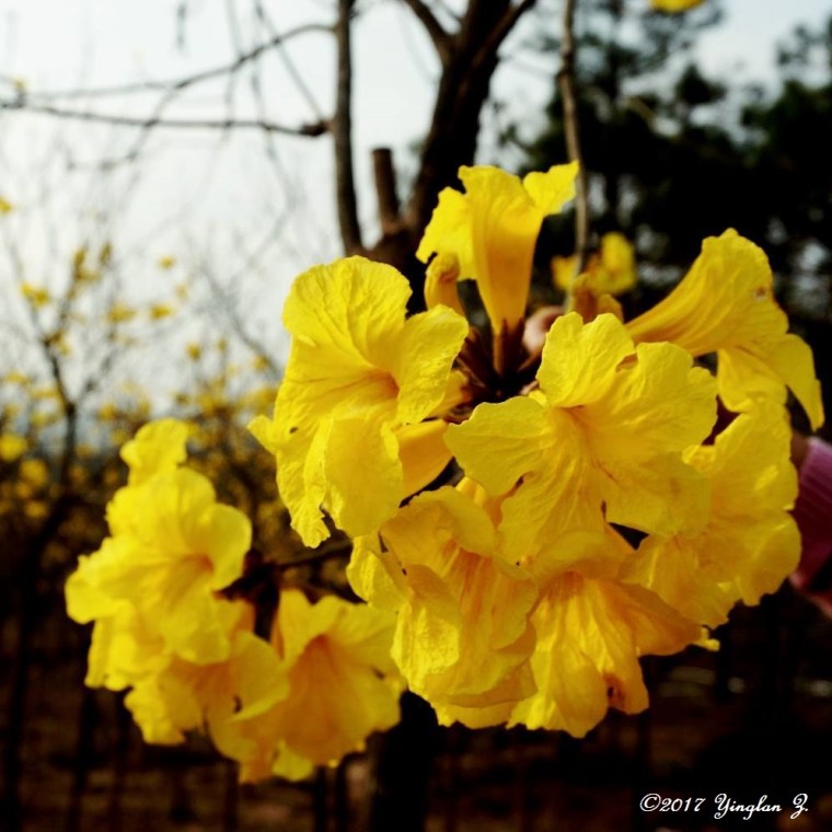 yellow-flower-2