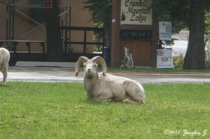 Big Horn Sheep, Icefield Parkway, Canada