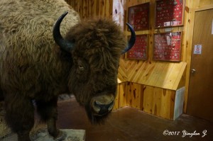 Bison at Crazy Horse Memorial, South Dakota