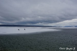 Two birds flying over Yellowstone Lake