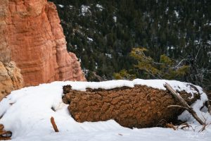 A photo of a fallen tree trunk covered in snow taken at Bryce Canyon National Park in December 2023
