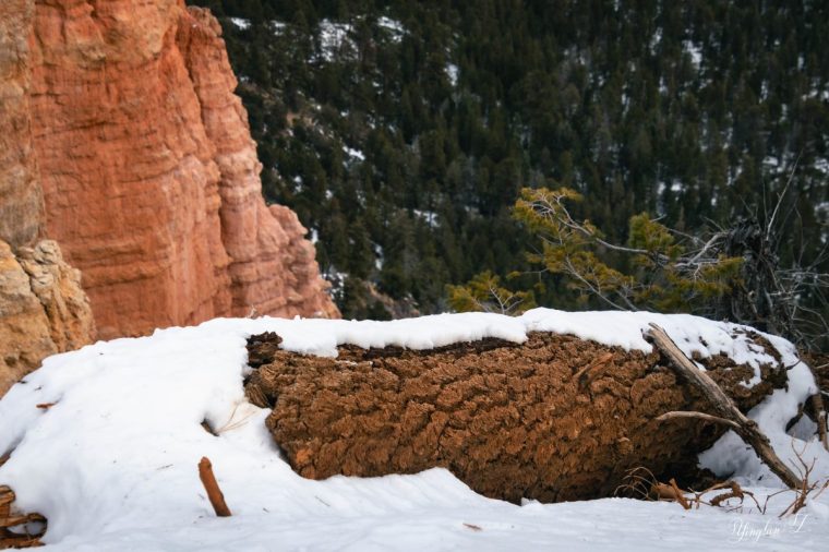 A photo of a fallen tree trunk covered in snow taken at Bryce Canyon National Park in December 2023