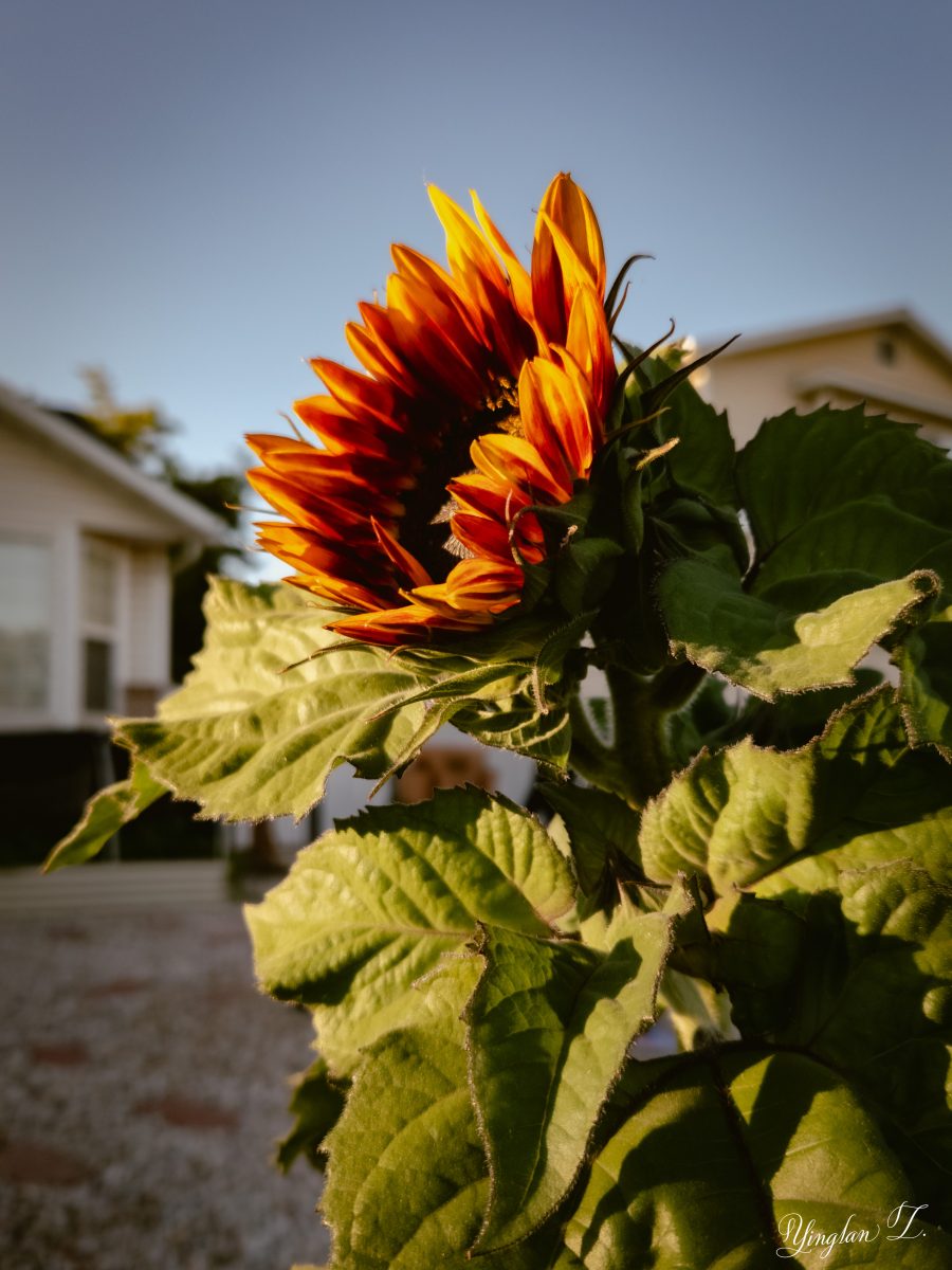 A semi-blooming sunflower at sunset
