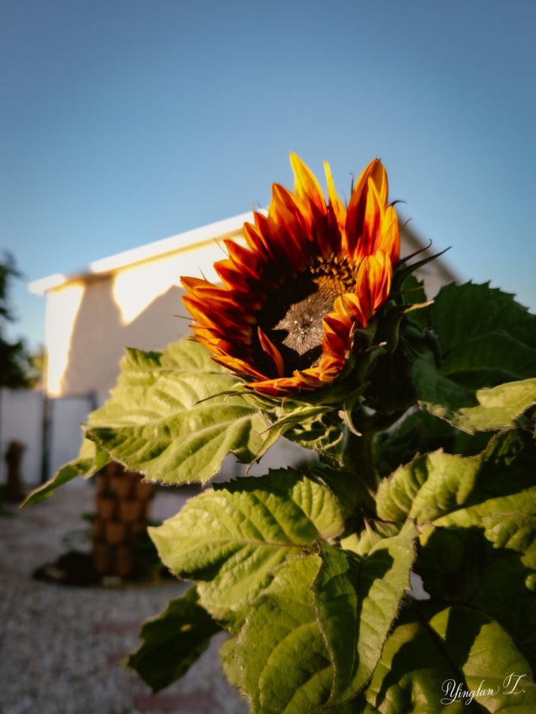 A semi-blooming sunflower at sunset