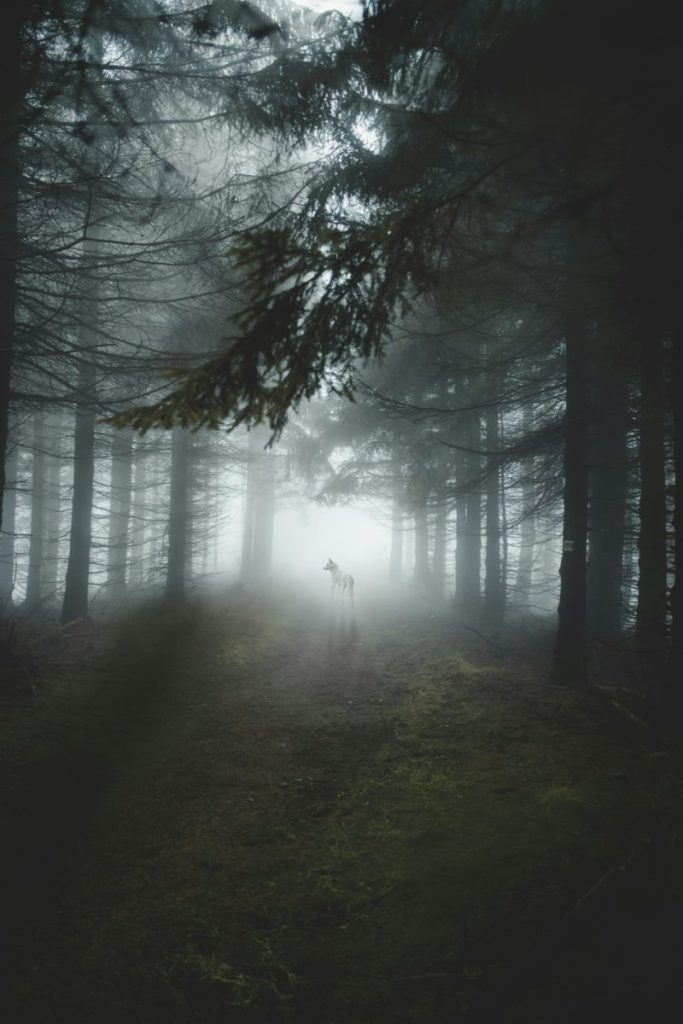 a white wolf standing in a foggy forest, with white light illuminating it from behind